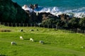 New zealand landscape with sheep pacific ocean Royalty Free Stock Photo