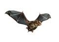 New Zealand lesser short-tailed bat Mystacina tuberculata