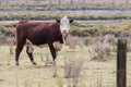 New zealand livestock cow standing in animals farm field looking Royalty Free Stock Photo