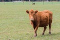 New zealand livestock cow standing in animals farm field looking Royalty Free Stock Photo