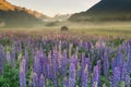 New Zealand lupine flower field with mountain background Royalty Free Stock Photo