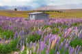 New Zealand lupine flower full bloom condition Royalty Free Stock Photo