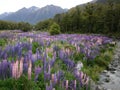 New Zealand Lupins Royalty Free Stock Photo