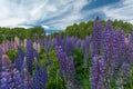 New Zealand Lupins Royalty Free Stock Photo