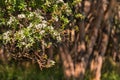 New Zealand manuka tree in bloom Royalty Free Stock Photo