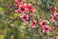 New Zealand manuka tree with pink flowers in bloom and blurred background