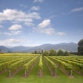 New Zealand Marlborough Vineyard in Early Autumn