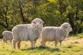 New Zealand merino sheep grazing on fresh grass