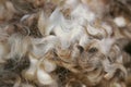 New Zealand merino wool background Royalty Free Stock Photo