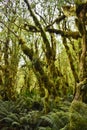 New Zealand, Milford Track.