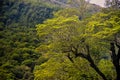 New Zealand, Mount Aspring National Park Royalty Free Stock Photo