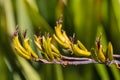 New Zealand mountain flax flowers in bloom