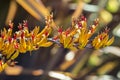 New Zealand mountain flax yellow flowers in bloom with blurred background