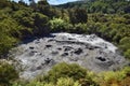 New Zealand, the mud pool in Rorotua. Royalty Free Stock Photo