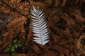 New Zealand national emblem the silver fern Royalty Free Stock Photo