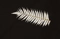 New Zealand national emblem the sliver fern Royalty Free Stock Photo