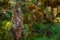 New Zealand native alpine vegetation of mossy rainforest and wetlands, Key Summit Royalty Free Stock Photo
