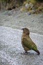 The New Zealand native bird, the Kea. Seen in Fjordland, South Island, New Zealand