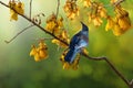 Tui bird kowhai tree flowers New Zealand native