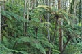 New Zealand Native Bush