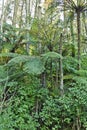 New Zealand Native Bush Royalty Free Stock Photo