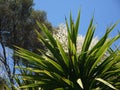 New Zealand: native cabbage tree flower Cordyline australis Royalty Free Stock Photo