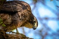 New Zealand Falcon Karearea On Branch