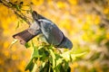 Morning Kereru Wood Pigeon