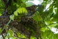 Thrush Turdidae ready to fly Royalty Free Stock Photo