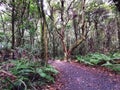 New Zealand native forest with a fragment of a walking track Royalty Free Stock Photo