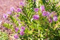 New Zealand native hebe plant with pink flowers in bloom, blurred background and copy space