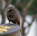 Kaka bird eating corn