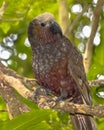 New Zealand native Kaka parrot on branch Royalty Free Stock Photo