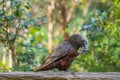 New Zealand native kaka parrot Royalty Free Stock Photo