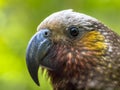 New Zealand native Kaka parrot