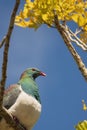 A New Zealand native Kereru or wood pigeon in a kowhai tree Royalty Free Stock Photo