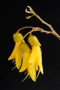 Yellow Blossom of Kowhai Tree
