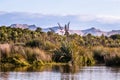 New Zealand native palnts