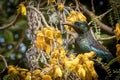 New Zealand native songbird the Tui in native kowhai tree sucking nectar from bright yellow spring flowers