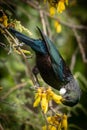 New Zealand native songbird the Tui in native kowhai tree sucking nectar from bright yellow spring flowers