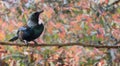 New Zealand native Tui bird with autumn bokeh leaves banner Royalty Free Stock Photo