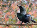 New Zealand native Tui bird with autumn bokeh leaves closeup Royalty Free Stock Photo