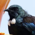 New Zealand native Tui bird close up head shot at bird feeder