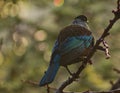 New Zealand native Tui bird in tree in evening rain