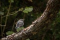 New Zealand North Island Robin Sits In Pine Tree