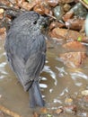 New Zealand North Island Robin Toutouwai Bathing