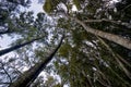 New Zealand, Okarito forest