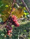 New Zealand, grapes picking in South Island. Royalty Free Stock Photo