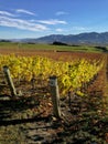 New Zealand, grapes picking in South Island. Royalty Free Stock Photo