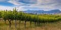 new zealand organic vineyard Marlborough area Royalty Free Stock Photo